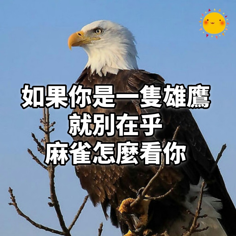 如果你是一隻雄鷹,就別在乎麻雀怎麼看你;你的高度氣度,他根本看不懂!