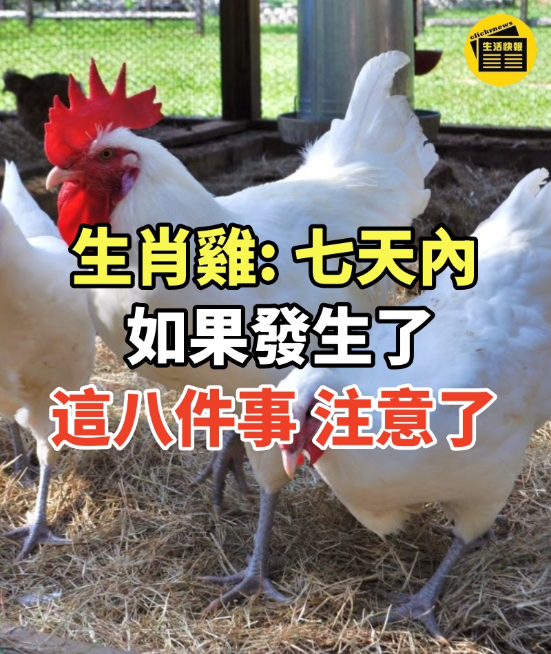 生肖雞: 七天內如果發生了這八件事,注意了!是好運來臨的象徵
