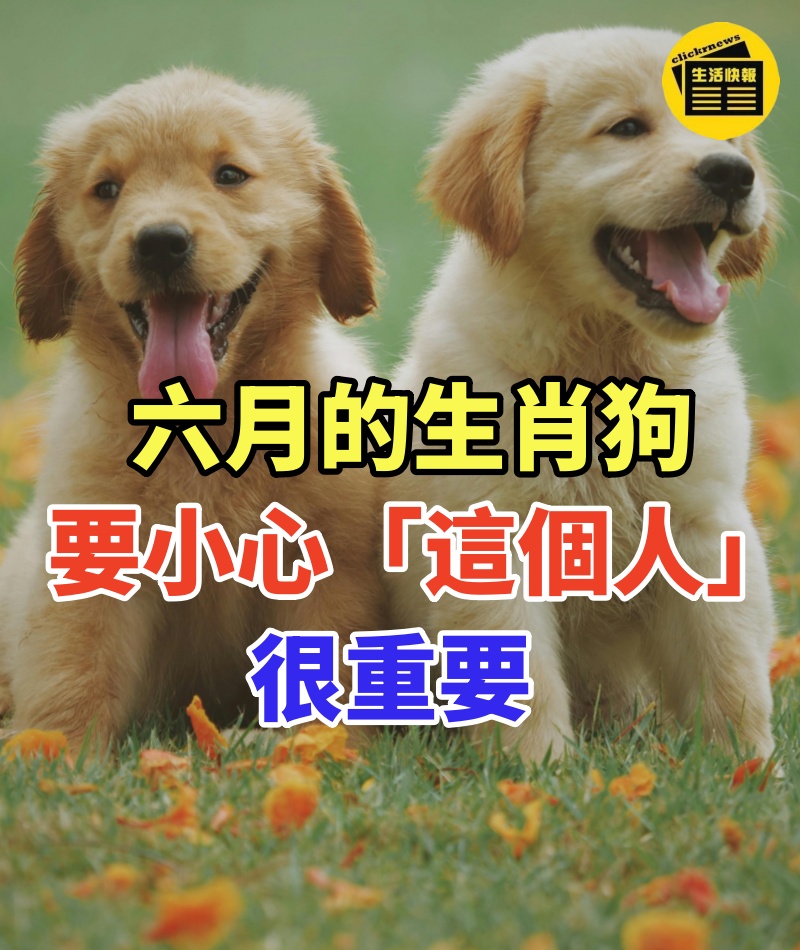六月的(生肖狗)要小心「這個人」很重要