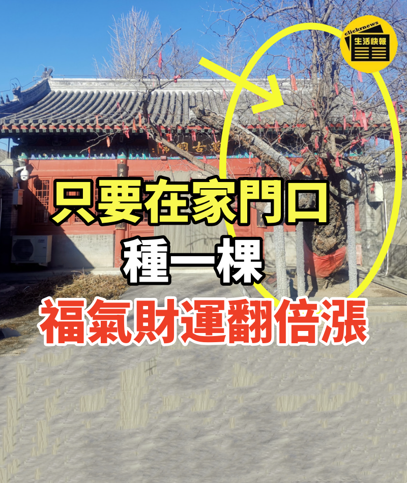 這種樹靈氣太重了!只要在家門口種一棵,福氣財運翻倍漲!6代吃喝都不用愁