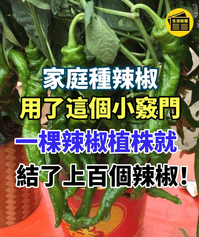 家庭種辣椒,自從我用了這個小竅門,一棵辣椒植株就結了上百個辣椒!!