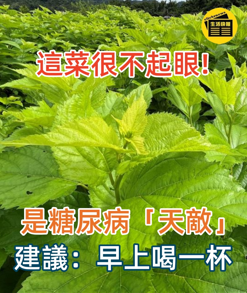 這菜很不起眼，卻是糖尿病的「天敵」！早上喝一杯，醫生每次搶著買