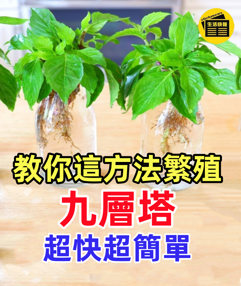九層塔這樣種吃不完,教你這方法繁殖,超快超簡單
