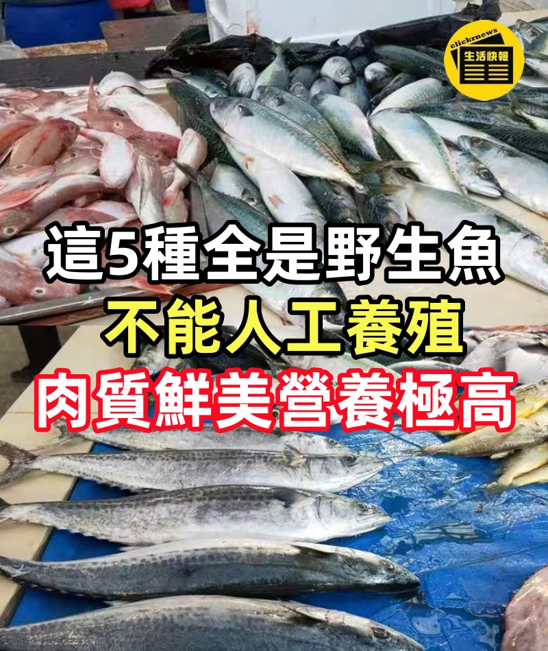 這5種全是野生魚,不能人工養殖,肉質鮮美營養極高