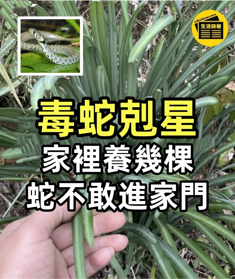 大伯捕蛇20多年,總結出:蛇就怕這2種花,家裡養幾棵,蛇不敢進家門
