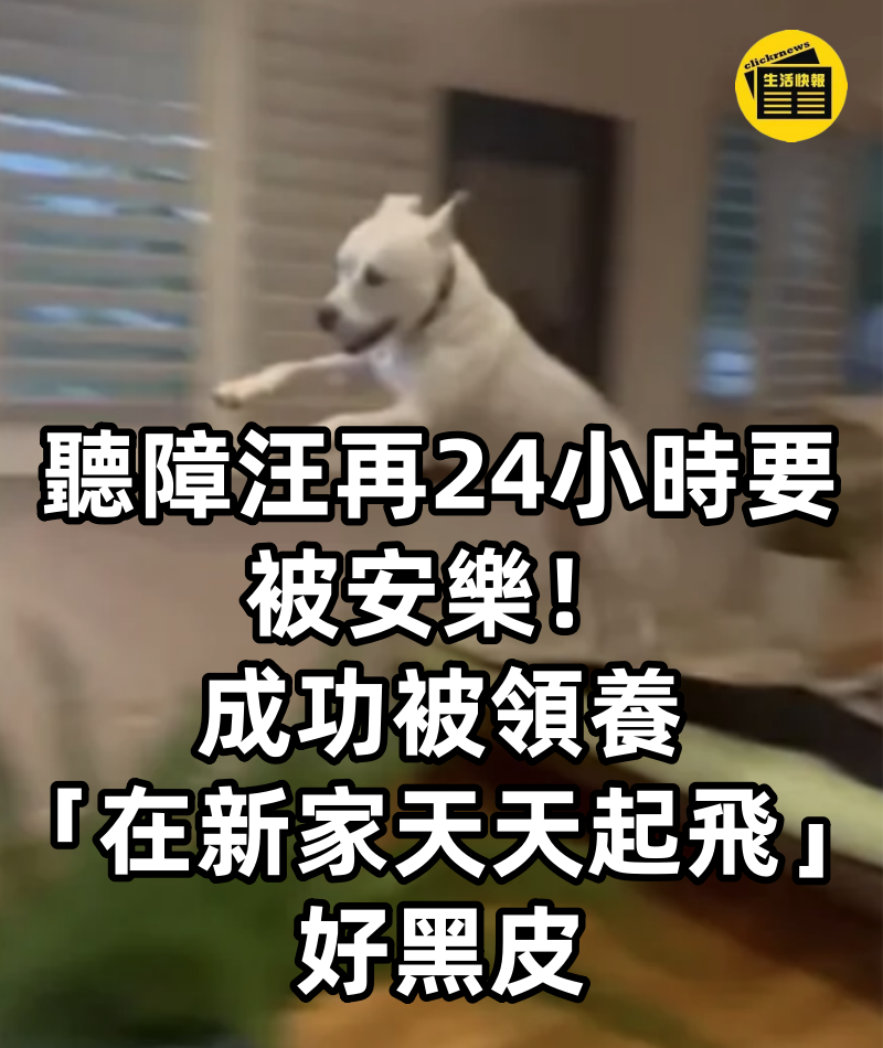 聽障汪再24小時要被安樂!成功被領養「在新家天天起飛」好黑皮